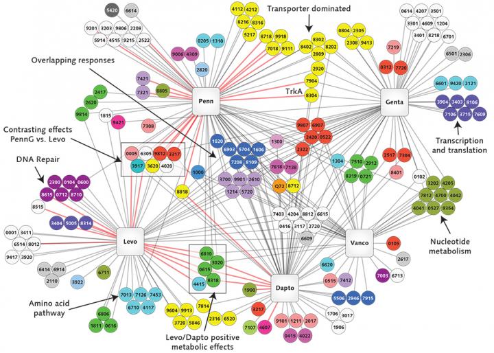 Bacterial Network and Antibiotic Resistance
