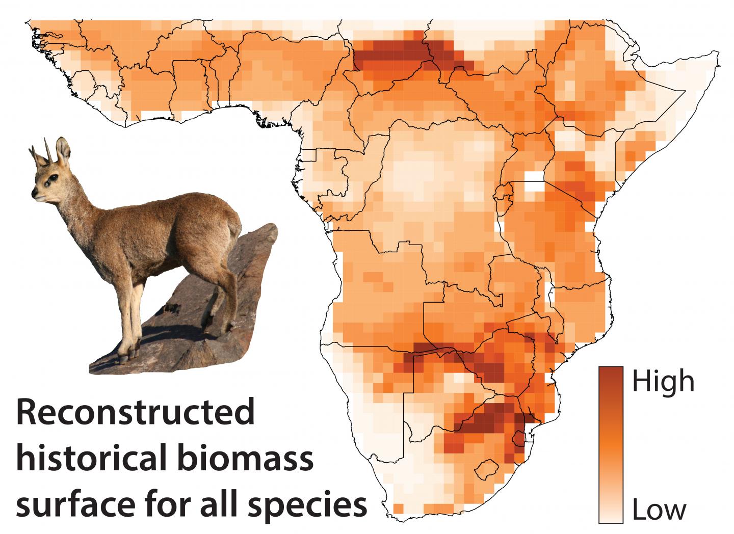 The Impacts of Herbivory on Continental Scales (2 of 10)