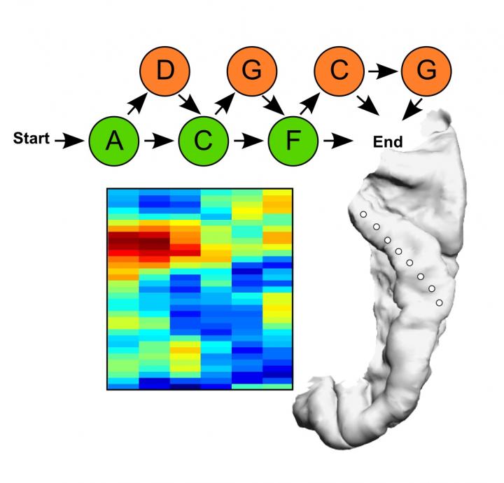 What's Coming Next? Scientists Identify How the Brain Predicts Speech