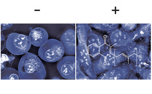 - Cells dying by ferroptosis and + vitamin K efficiently prevents ferroptosis