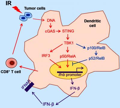 Graphical Abstract: NF-kB Pathway and Radiation-Induced Anti-Tumor Immunity