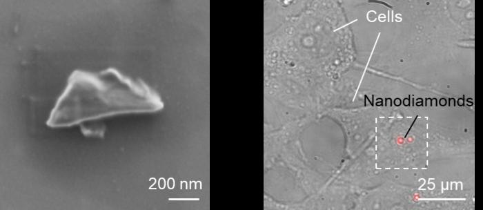 Images of quantum grade fluorescent nanodiamonds by SEM and live cells uptaking the nanodiamonds