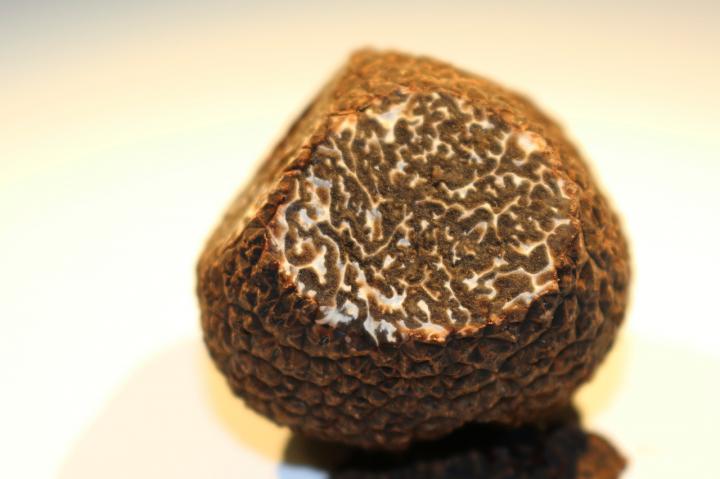 Périgord black truffle (Tuber melanosporum)
