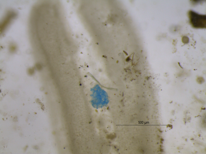 Microplastics [IMAGE] EurekAlert! Science News Releases