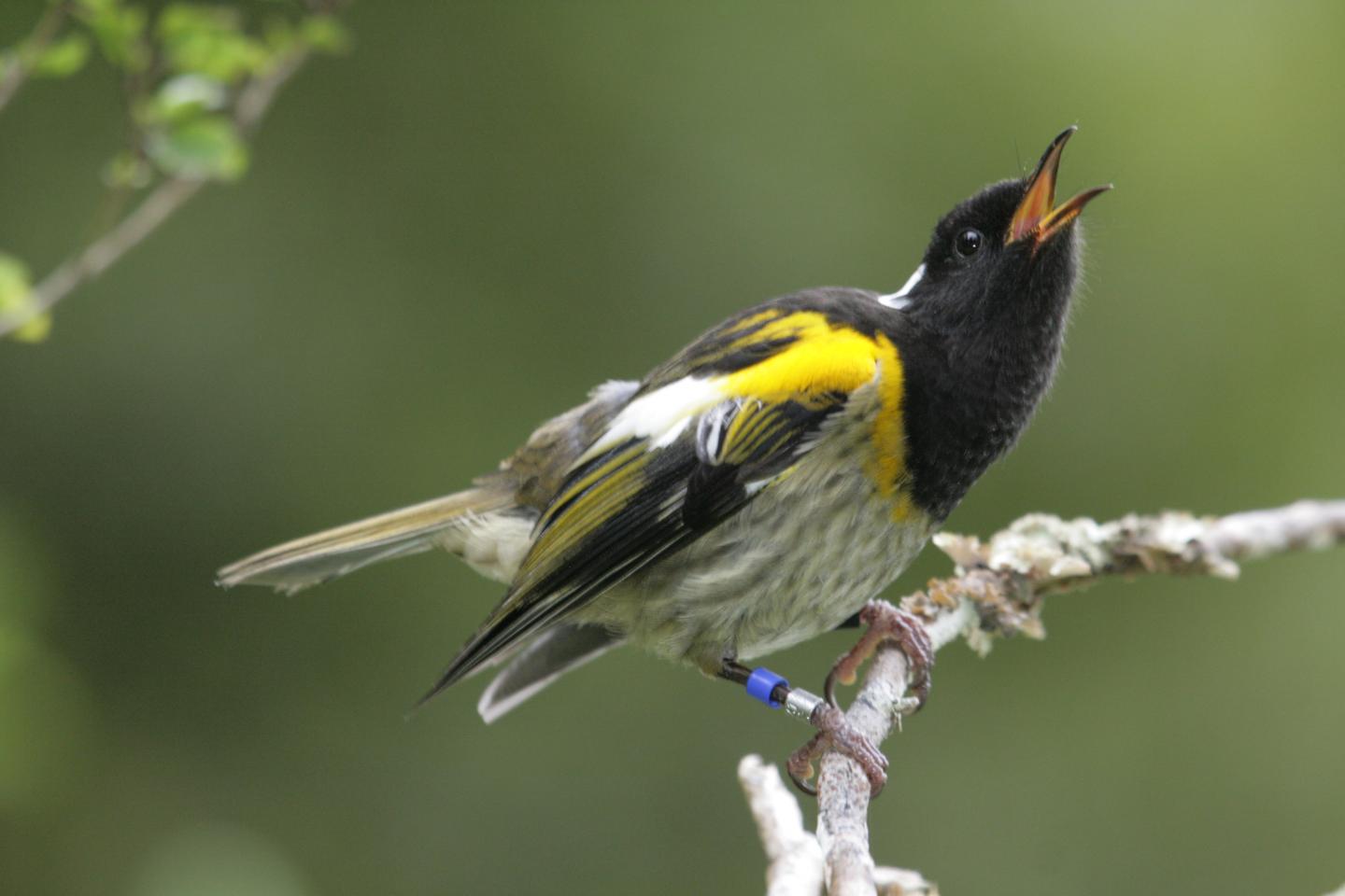 Male Hihi Singing