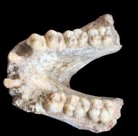 <i>Gigantopithecus blacki</i> Mandible (P1-M2=74mm).