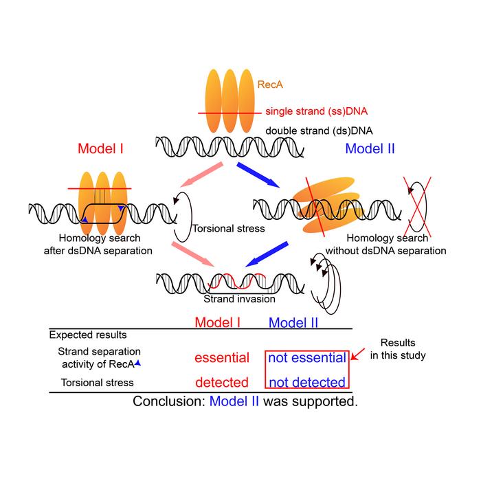 Models for homologous recombination by RecA.