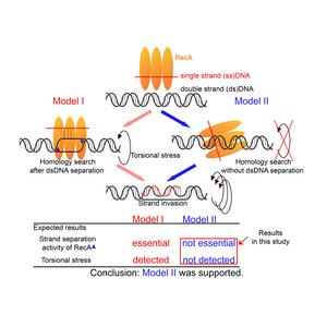 Models for homologous recombination by RecA.