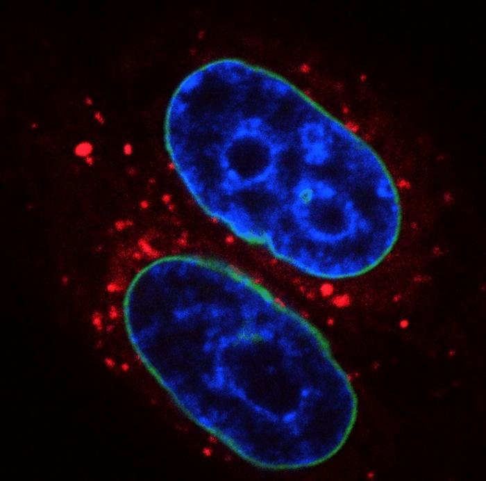 NTU Singapore and Oxford study discover new process for cells to repair DNA damage