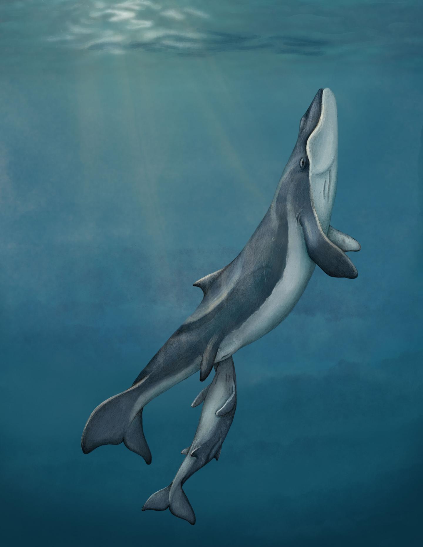 Illustration of Whale without Teeth or Baleen