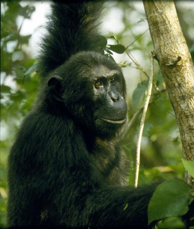 Eastern Chimpanzee
