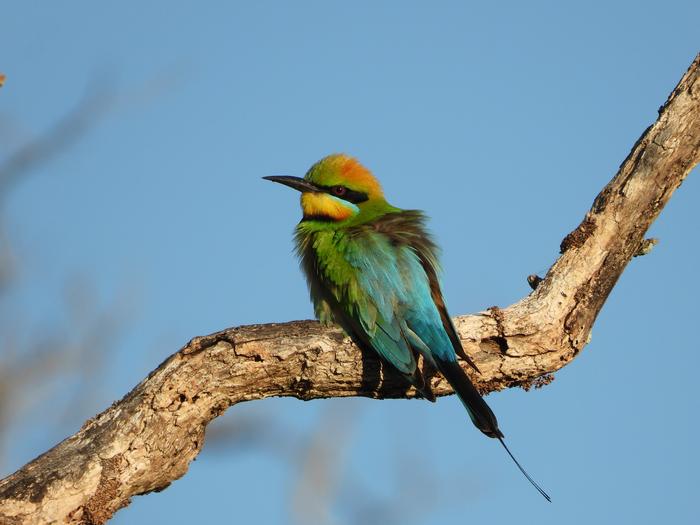 Rainbow bee eater