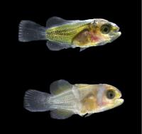 Thyroid hormones accelerate the development of white bars in clownfish larvae