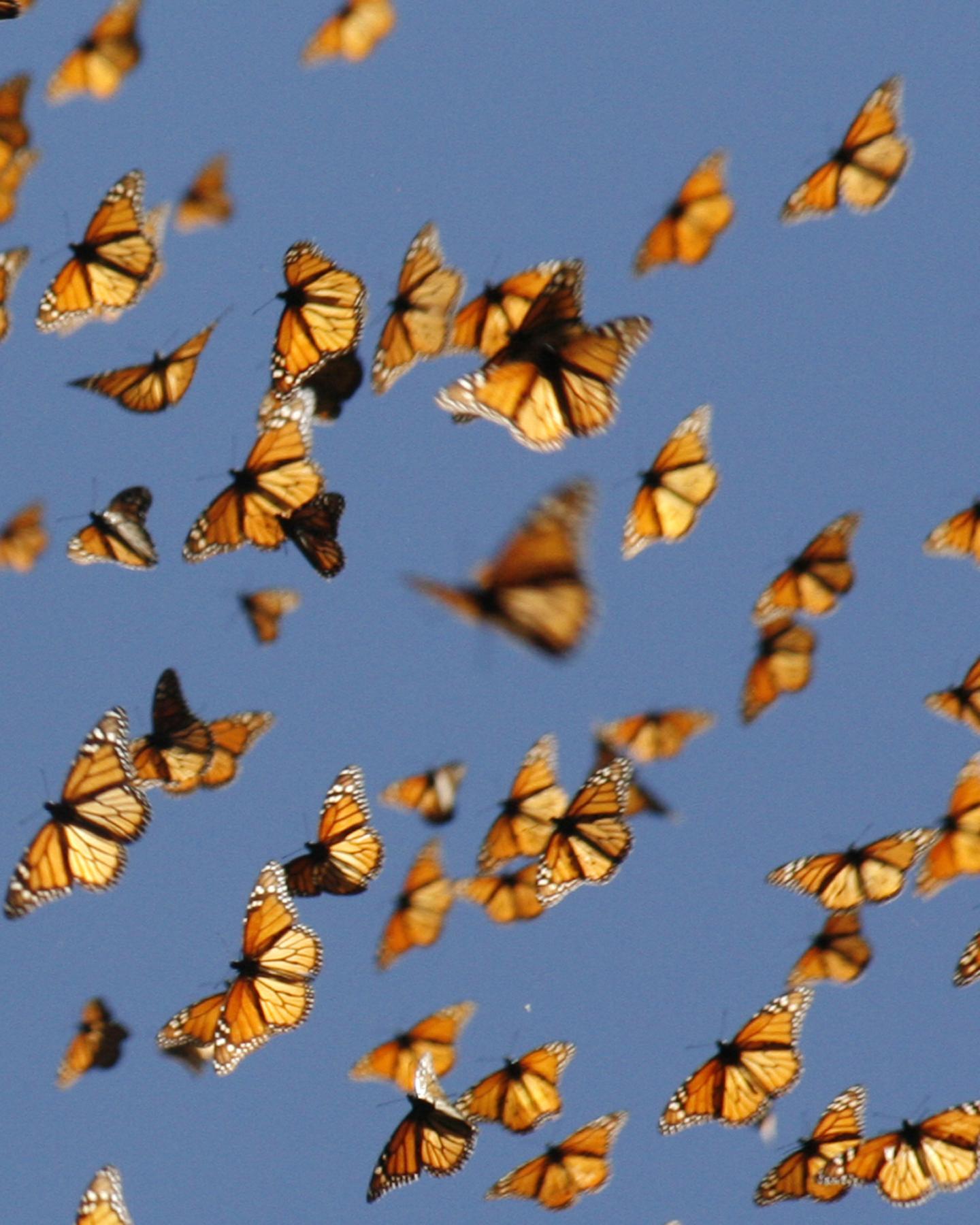 Migrating Monarchs