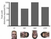 Stimulus examples and data on perception of distorted faces