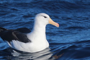 Black-browed Albatross