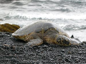 green sea turtle