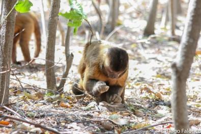 Capuchin Monkey, Our Animals