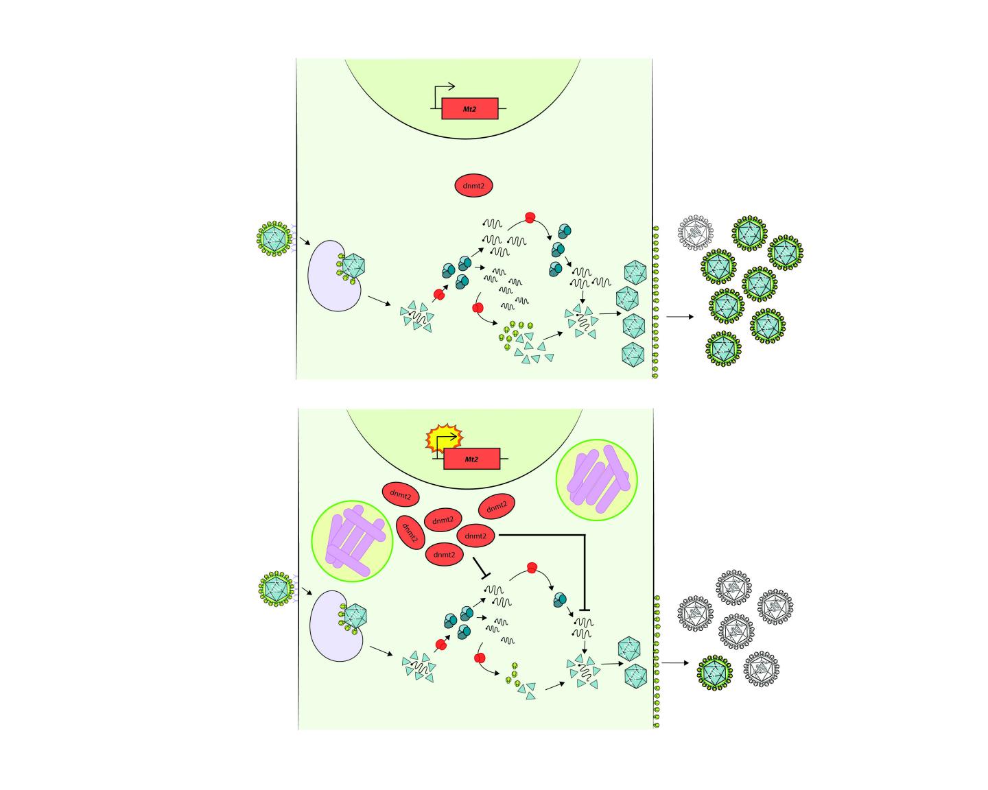 Model Showing Role of the Gene Mt2 in Pathogen Blocking