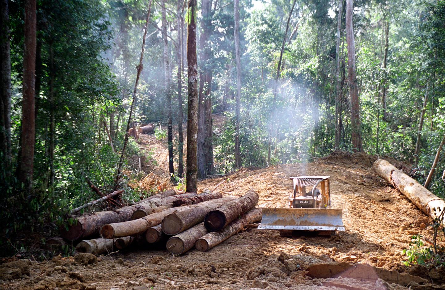 Logging in Rainforest