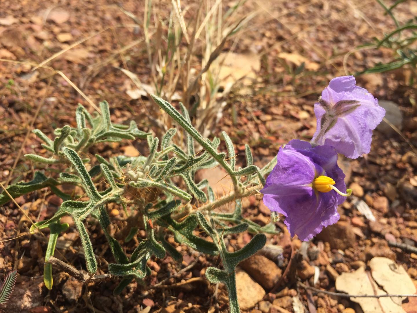 <I>Solanum jobsonii</I>