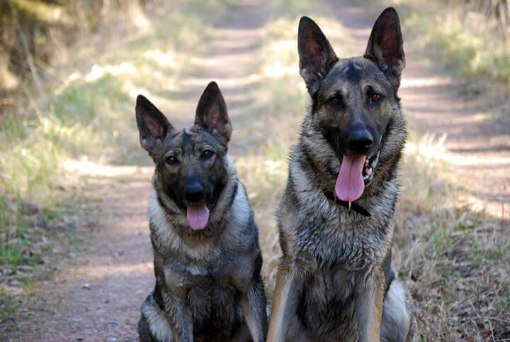 Hyperactivity and Impulsiveness are Common Behavioral Problems in Dogs