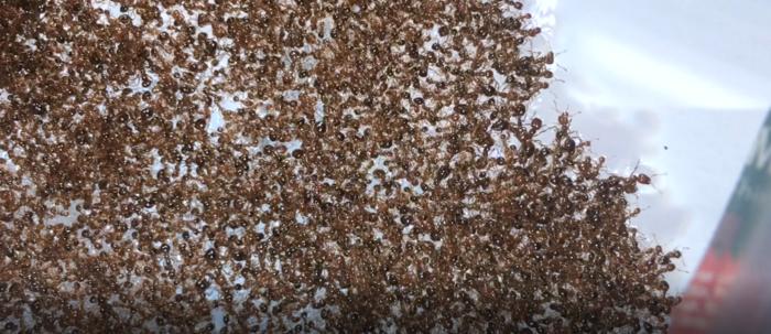 Rafts made of fire ants