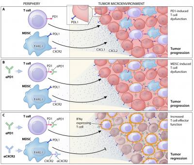 Toying With Immune Checkpoints To Trick Cance | EurekAlert!