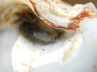 The Oyster-reef Dwelling Crab <em>Eurypanopeus depressus</em> in an Oyster Shell