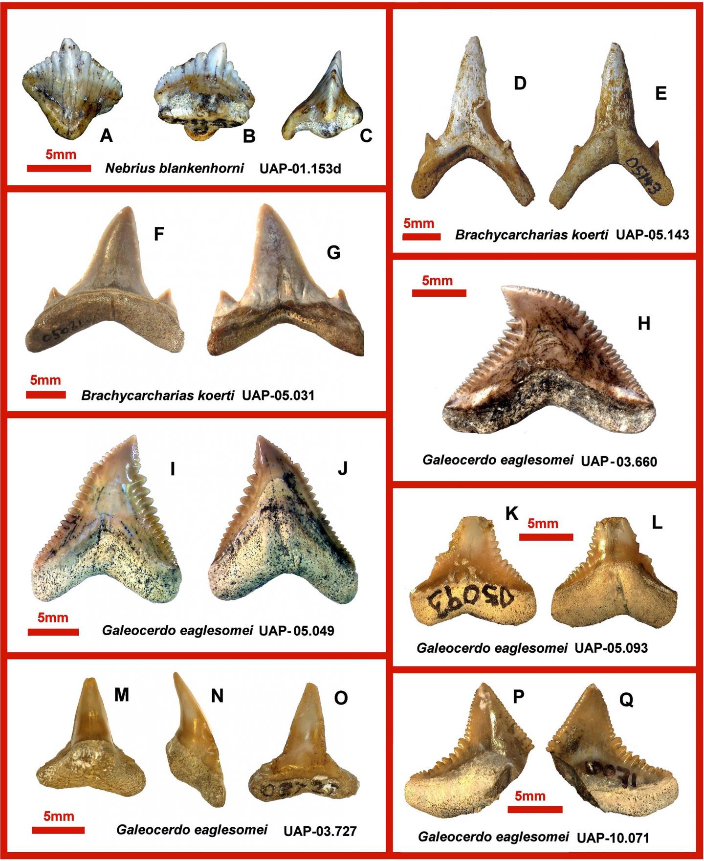A Rare Assemblage of Sharks and Rays from Nearshore Environments of Eocene Madagascar