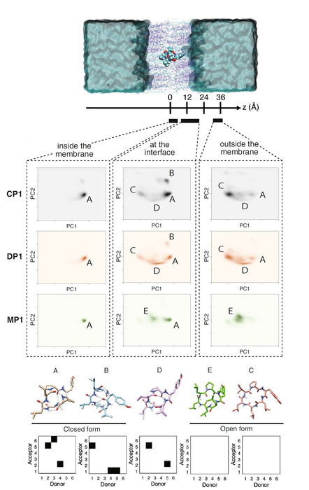 Figure 2. Enhanced sampling MD simulations of the membrane permeation process of cyclic peptides.