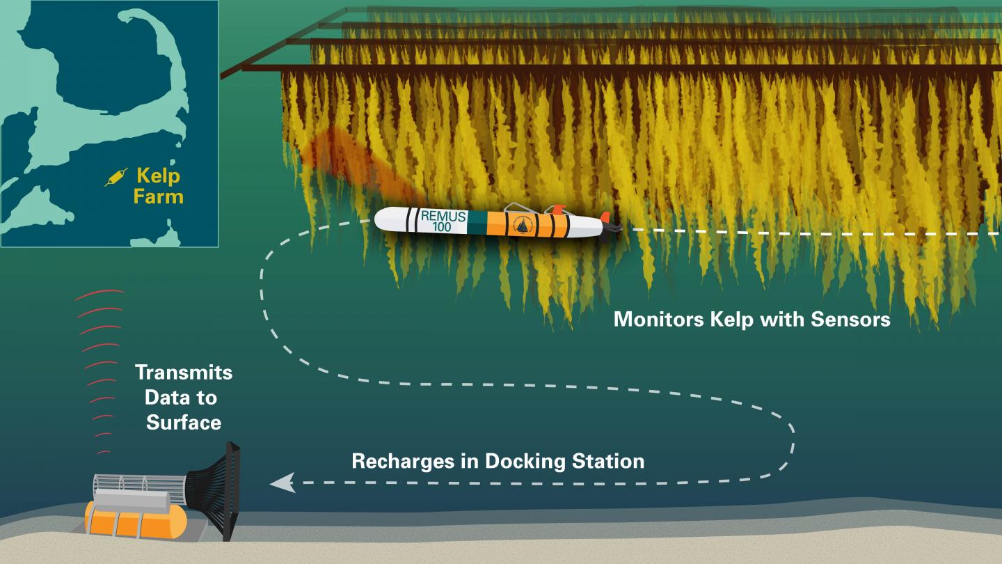 From seaweed to seaweeders - ScienceDirect