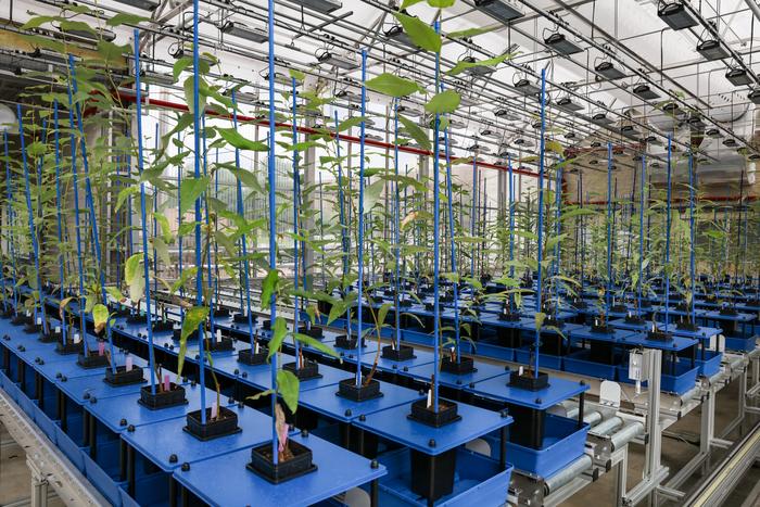 ORNL Advanced Plant Phenotyping Laboratory