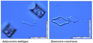 Light microscope photographs of Aulacoseira ambigua and Staurosirella construens, two of the dominant species throughout the diatomite core.