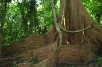 Large Buttress Tree in Trinidad Forest