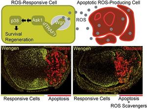 Researchers decipher new molecular mechanisms related to biological tissue regeneration