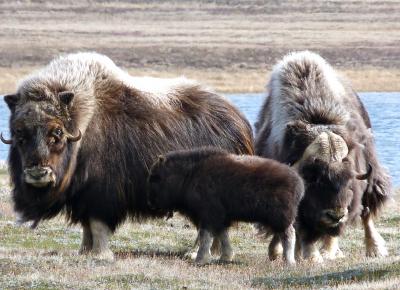 Muskoxen
