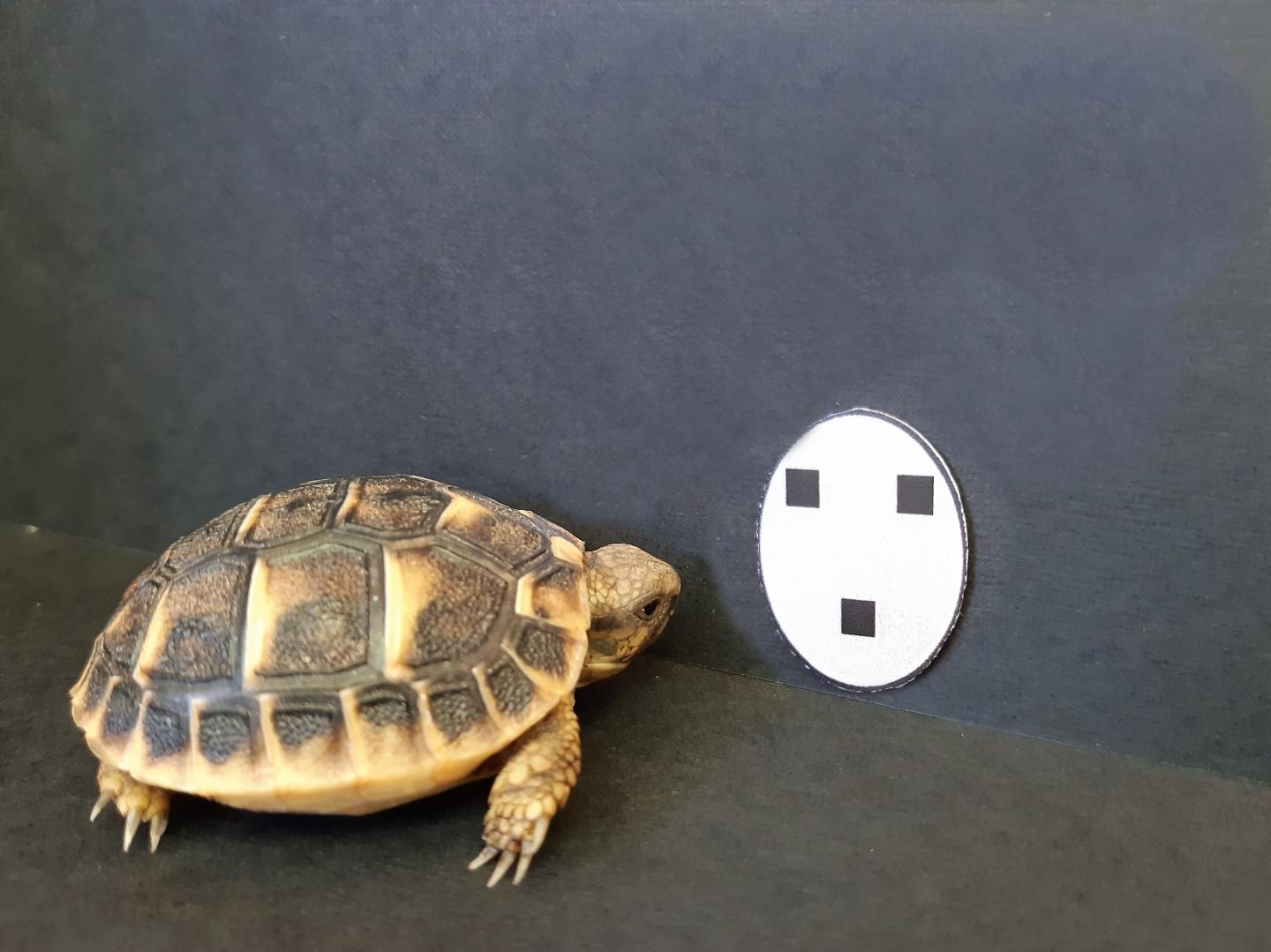 A Newly-Hatched Testudo Hermanni Tortoise Looking at a Face-Like Stimulus