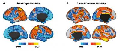 Relationship between Functional and Anatomical Variability