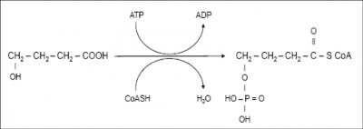 Biochemistry of Date Rape Drug