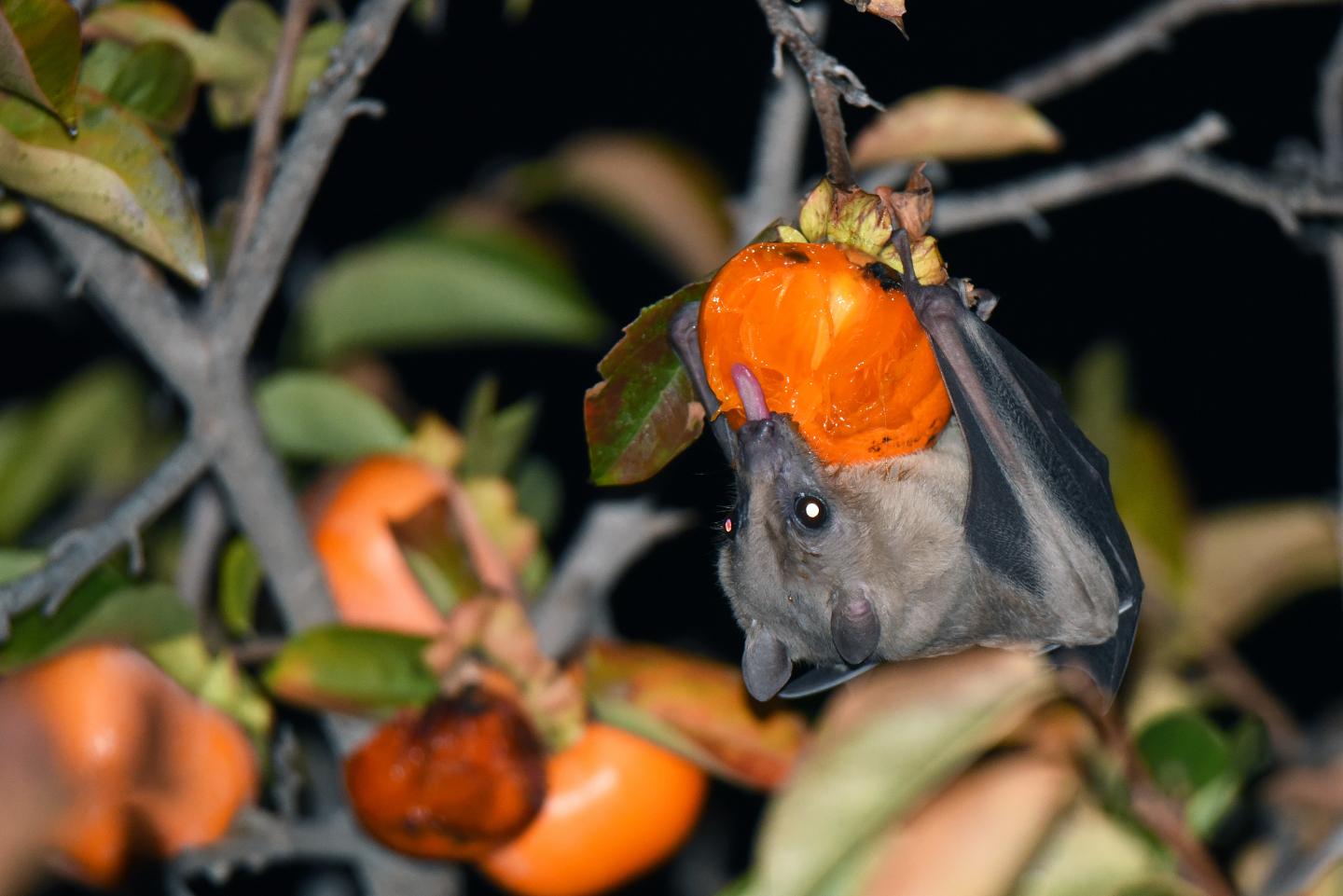 Baby Fruit Bats Mimic Mothers' Sounds (4 of 1 EurekAlert!