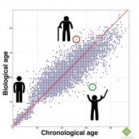Chronological Age Prediction