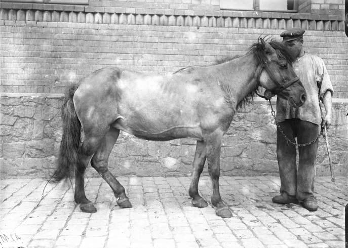 Mongolian Horse Emgl1