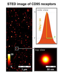 STED image of CD95 receptors on the cell membrane