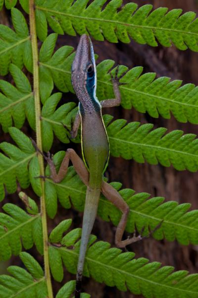 Caribbean Lizards and the Tape of Life (6 of 9)