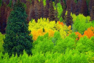 A Forest West of Fort Collins, Colo.