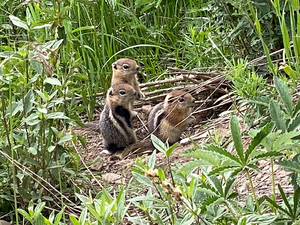 Ground squirrel pups