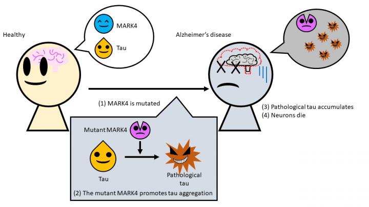 An illustration of how a mutation to MARK4 causes Alzheimer's disease.