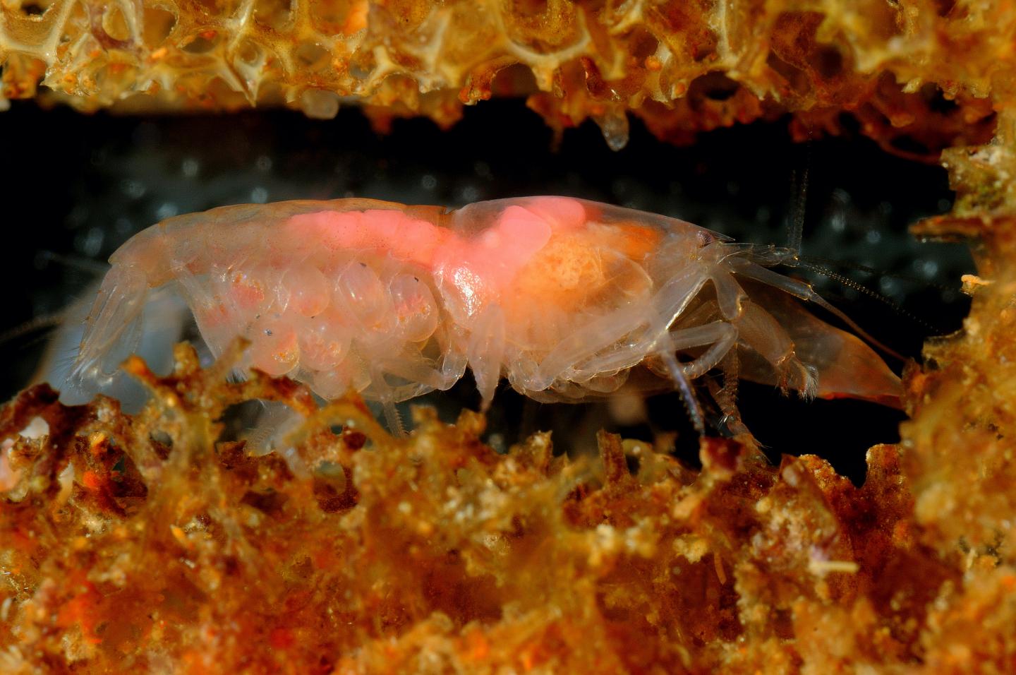 A queen of a eusocial snapping shrimp, Synalpheus brooksi. 