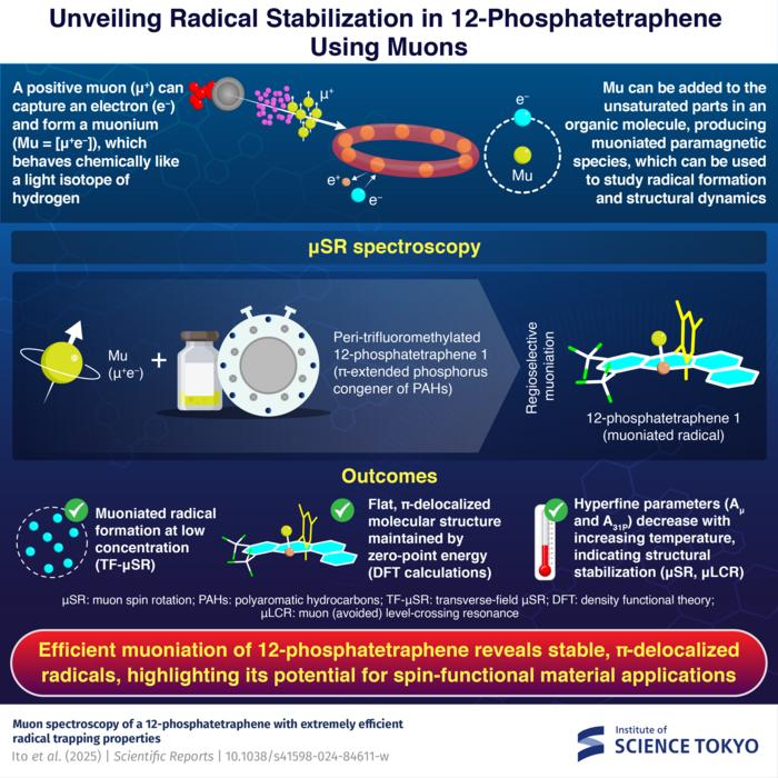 Unveiling Radical Stabilization in 12-Phosphatetraphene Using Muons